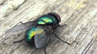 GREEN BOTTLE FLY CLOSE UP (PART 1 OF 2)