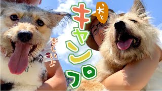 子犬初めてのキャンプ！専用ドッグラン付きで北海道の夏を楽しみます