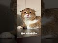 お顔が大きなでかお君の猫パンチ shorts