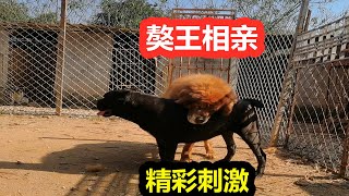 80岁藏獒想恋爱，看上了卡斯罗犬，猛犬相亲过程精彩刺激