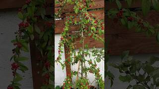 Cotoneaster Pendulus a great tree for your Garden