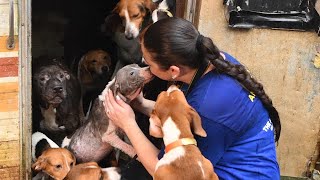 Nearly 150 dogs rescued in Florida