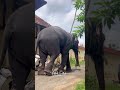 തിരുവല്ല ജയരാജൻ thiruvalla jayarajan elephant