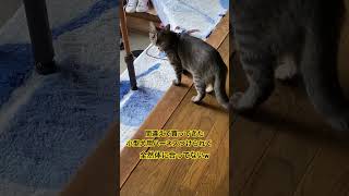 実家猫だいちゃん 外行きたいよ〜🥺