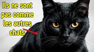 9 Secrets Fascinants sur les Chats Noirs que Personne Ne Sait!