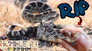 Fatal Rattlesnake attack caught on camera!!