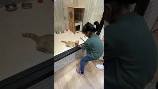 かわいい猫と遊ぶ子供#shorts　#猫#じゃれる