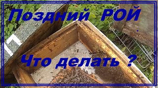 Поздний рой что делать ?