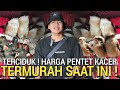 OBRAL HARGA ! JENGGOT JAWA PLECI JATIM MURAI BATU DLL BUKAN DI PASAR BURUNG PRAMUKA HARI INI