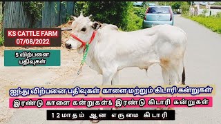 ஐந்து விற்பனை பதிவு #காங்கேயம் மாடுகள்