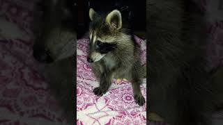 Meeko the raccoon enjoying pistachios! ✌❤🦝