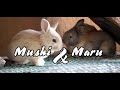 Mushi & Maru the rabbit DUO