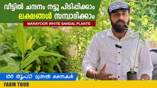 വീട്ടിൽ ചന്ദനം നട്ടു പിടിപ്പിക്കാം  ലക്ഷങ്ങൾ സമ്പാദിക്കാം | Marayoor White Sandal Plants