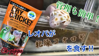 【ヒョウモントカゲモドキ】餌付けば楽チン‼︎乾燥コオロギを食べさせます！