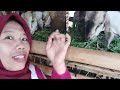 VLOG MEMBERI MAKAN KAMBING