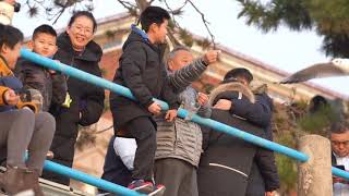 Seagulls Frolic Gather in Qingdao for Winter