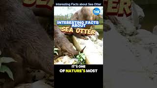 Interesting facts About Sea Otter #facts #shortsviral