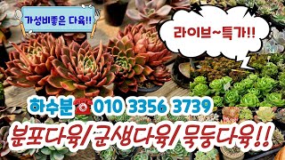 하수분다육 ☎️010 3356 3739💗/묵은군생다육 💜군생다육특가판매💜