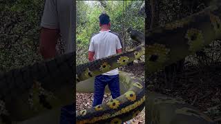 anaconda snake in real life P6#anaconda #shorts #short #snake #saamp