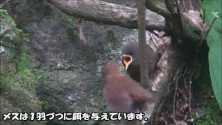 ミソサザイ「子育て」　気ままにバードウォッチング　野鳥