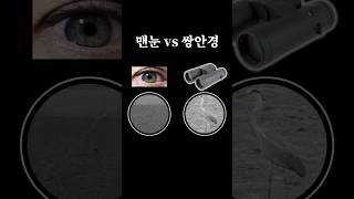 쌍안경으로 본 왜가리 vs 맨눈으로 본 왜가리의 차이는 하늘과 땅 차이. 스마트폰이 쌍안경을 대체할 수 없는 이유 #탐조