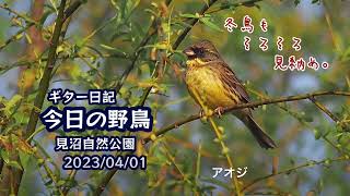 ギター日記　今日の野鳥　・　見沼自然公園　2023年4月1日