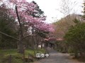 桜前線～北海道厚岸町・カキを楽しむ桜祭り