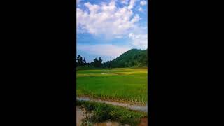 গাওঁলীয়া পৰিৱেশ 🌾🌿#assamesesong #ststus_video #assam