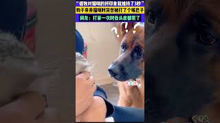 狗子想对猫咪亲亲时，突然收到一个大嘴巴子#萌宠 #funny #狗狗 #猫