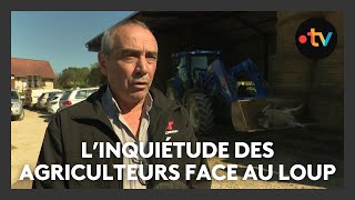 Haute-Saône : les agriculteurs inquiets suite à des attaques du loup dans le département