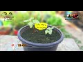 how to grow ipomoea flower plant ipomoea vine plant collection of ipomoea seeds