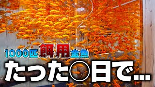 【衝撃の食欲】腹ペコの古代魚に1000匹の金魚をあげたら何日で全て食べ切るのか？