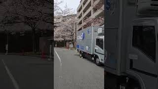 【自転車通勤·桜】vol.231  仕事終わりのさくら