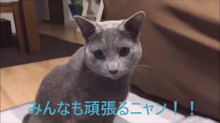 【特殊技術】猫パンチのやり方教えます（ロシアンブルー）