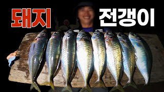 통영 돼지전갱이낚시 (feat. 우마) [거제전갱이TV 조행기 57회]