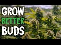 Top 5 Grow Tips for BETTER BUDS - Beginner Indoor Cannabis Grow Guide