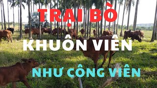 Mô hình nuôi bò sinh sản có khuôn viên chăn thả như công viên | xã Vĩnh Lộc A huyện Bình Chánh Tphcm