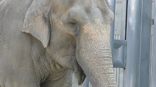 セイロンゾウ の『ふじ子』 (岡崎市東公園 動物園) 2019年1月23日