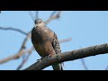 キジバトの囀り 高音質【野鳥観察 鳥の鳴き声 バードウォッチング】rufous turtledove bird call bird sound birder pigeon sound