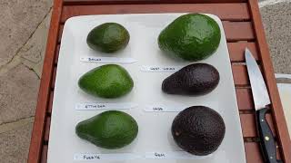 Avocado varieties UK part 1