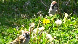 スズメがタンポポ果実[タネ]を食べる～⑤　sparrow