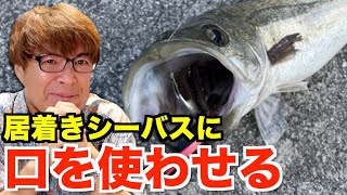 【村岡昌憲】居着きシーバス、こうすれば釣れます