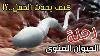 كيف يحدث الحمل؟!_How does pregnancy happen