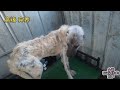 重病的狗狗已经有所好转，希望奇迹降临，不要让这小家伙受苦了 dog rescue in china 20220923