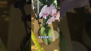 【蝴蝶兰】粉娇娘，1.7寸带大的宝宝开花啦 兰花 我的阳台小花园 我的花花草草🌸🌸 洋兰 养花人的乐趣