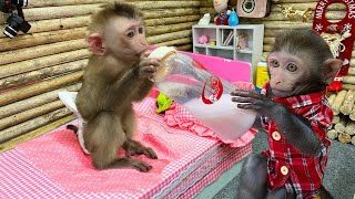 Bim Bim helps dad take care of baby monkey OBi