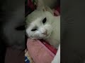 眠り猫と寝正月