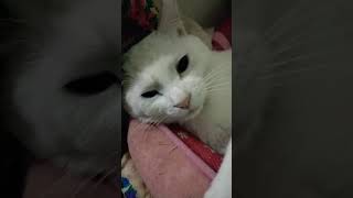 眠り猫と寝正月