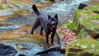 甲斐犬・散歩が気持ち良い季節