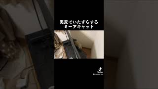 実家のテレビを噛むミーアキャット竹。미어캣(meerkat)#shorts